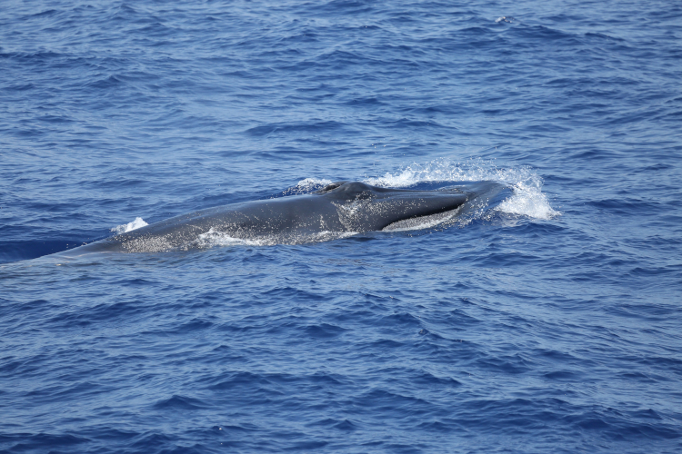 Image: A Rice’s Whale Sighting and At-Sea Wellness