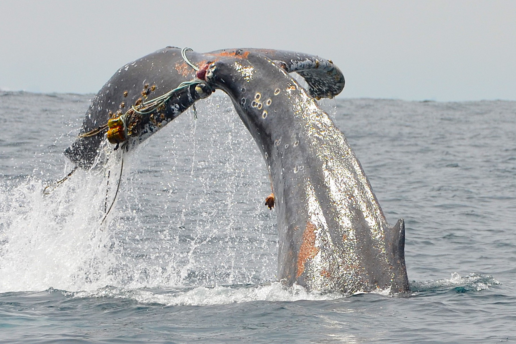 Image: Entangled Humpback Whale in Southern California Freed by NOAA Fisheries-led Response Team