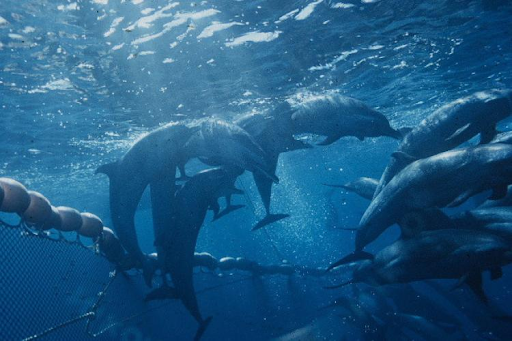 Image: Potential Biological Removal Levels: A Tool to Conserve Marine Mammals