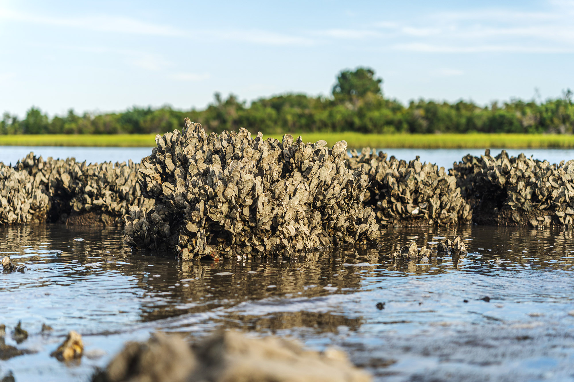 Image: Celebrating Oysters During Oyster Week