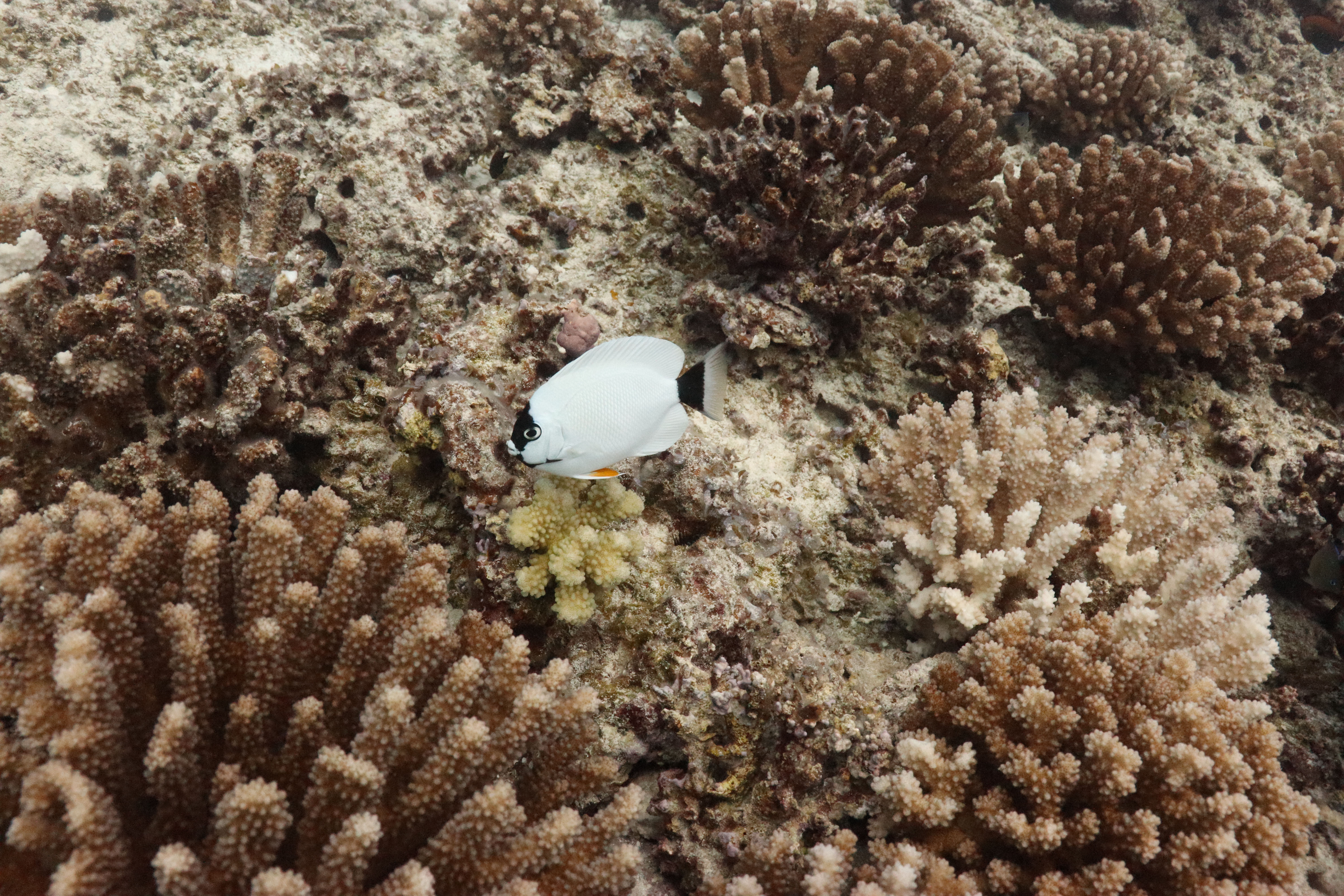 endemic masked angelfish