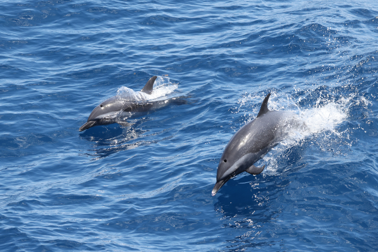 Image: Whales, Dolphins, and Beautiful Skies—Oh, My!