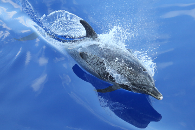 Image: Many Marvelous Marine Mammals