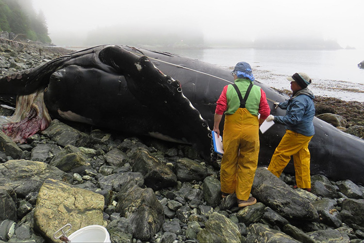 Image: Ship Strike Suspected as Cause of Death of Two Whales in Alaska