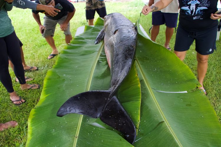 Image: Community Partners Respond to Hawaiʻi Island Cetacean Strandings