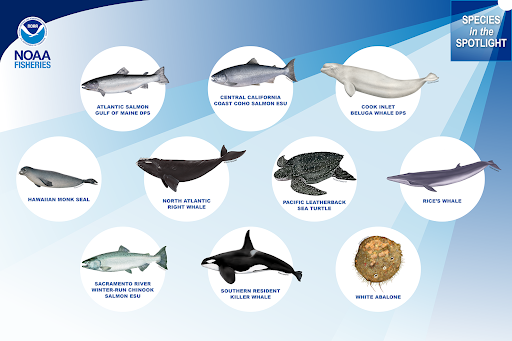 Image: Climate Change Escalates Threats to Species in the Spotlight