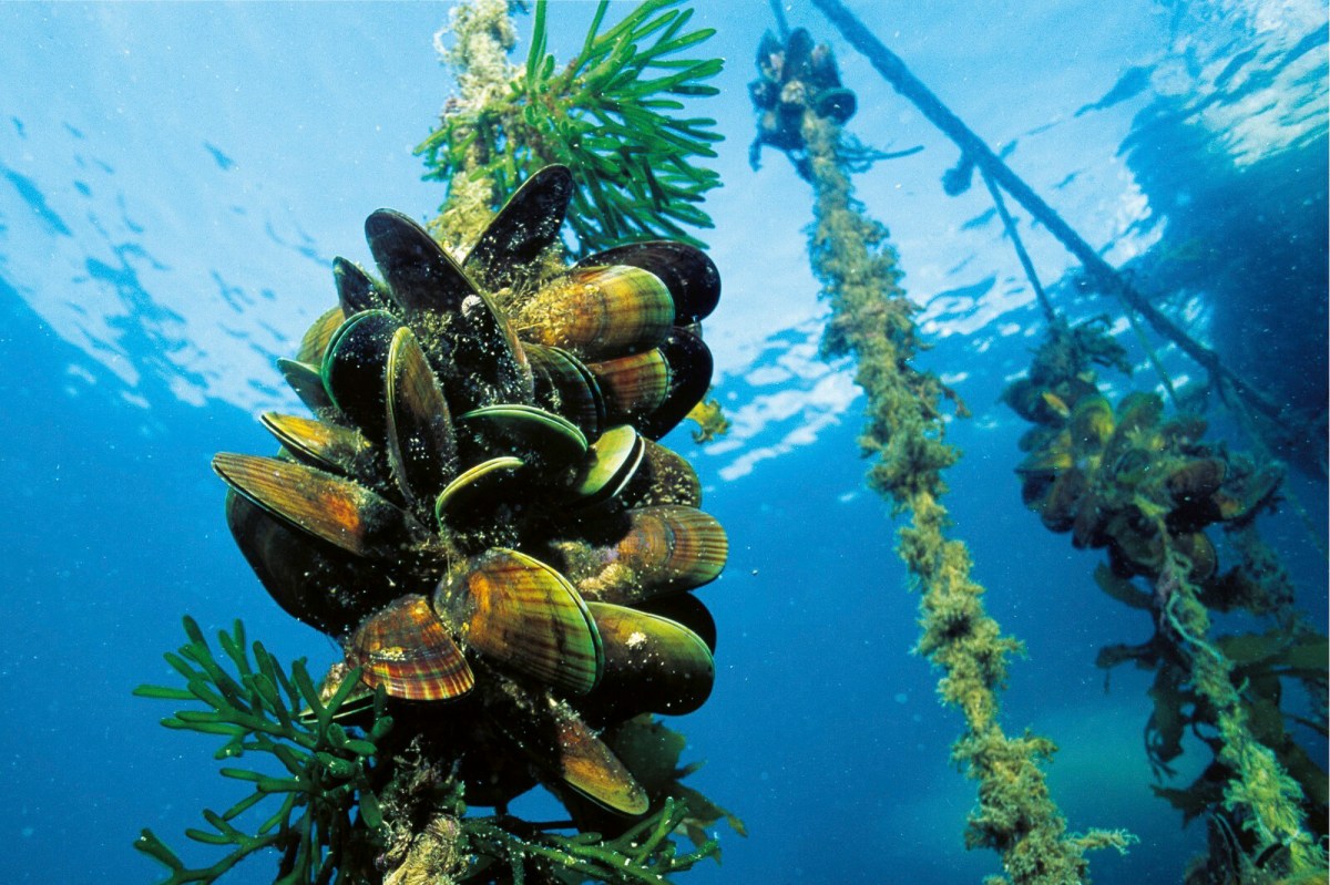 Image: Celebrating Aquaculture Week: Farming from Tide to Table