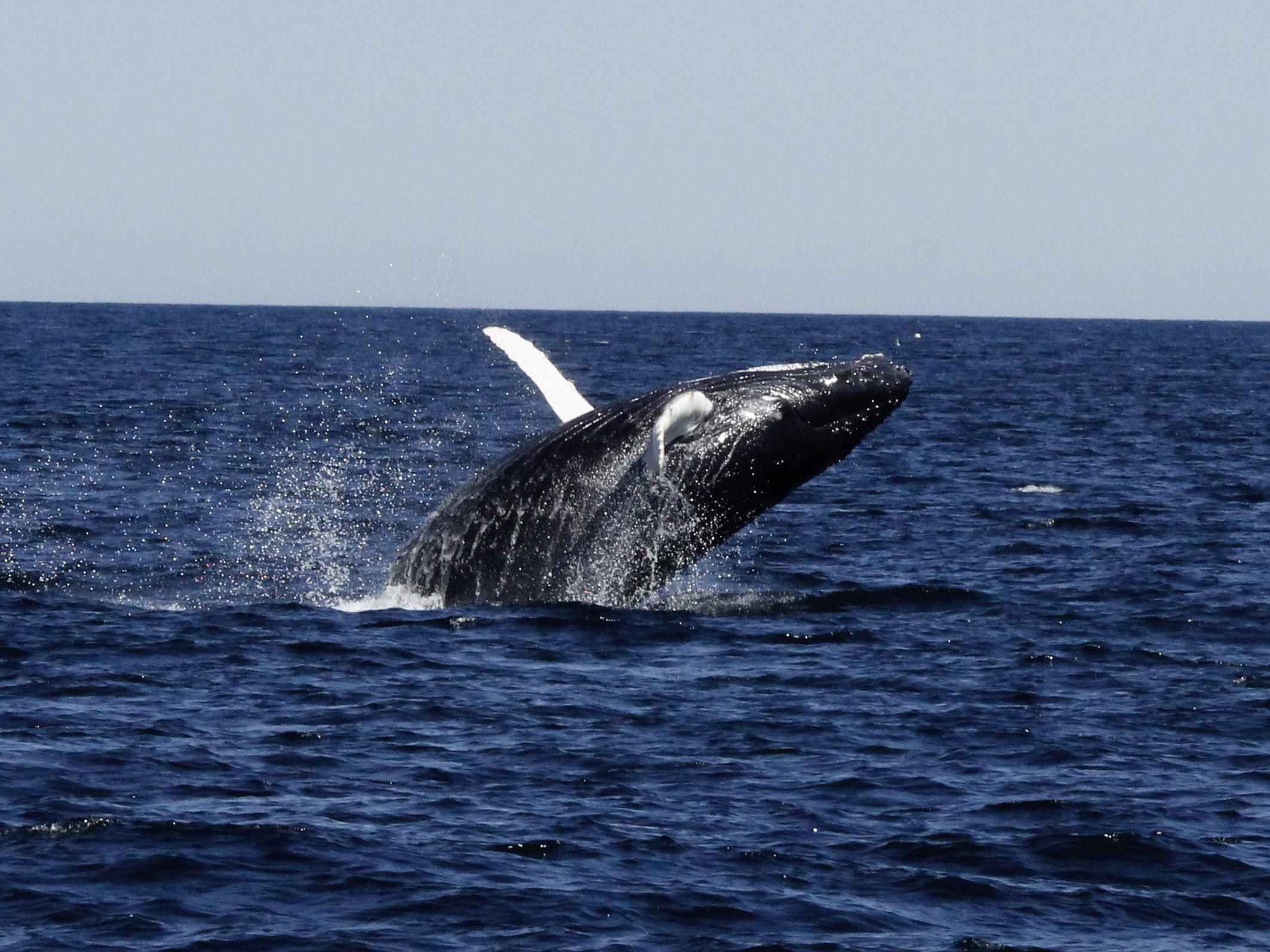 Image: United States Sees Progress at International Whaling Commission Meeting