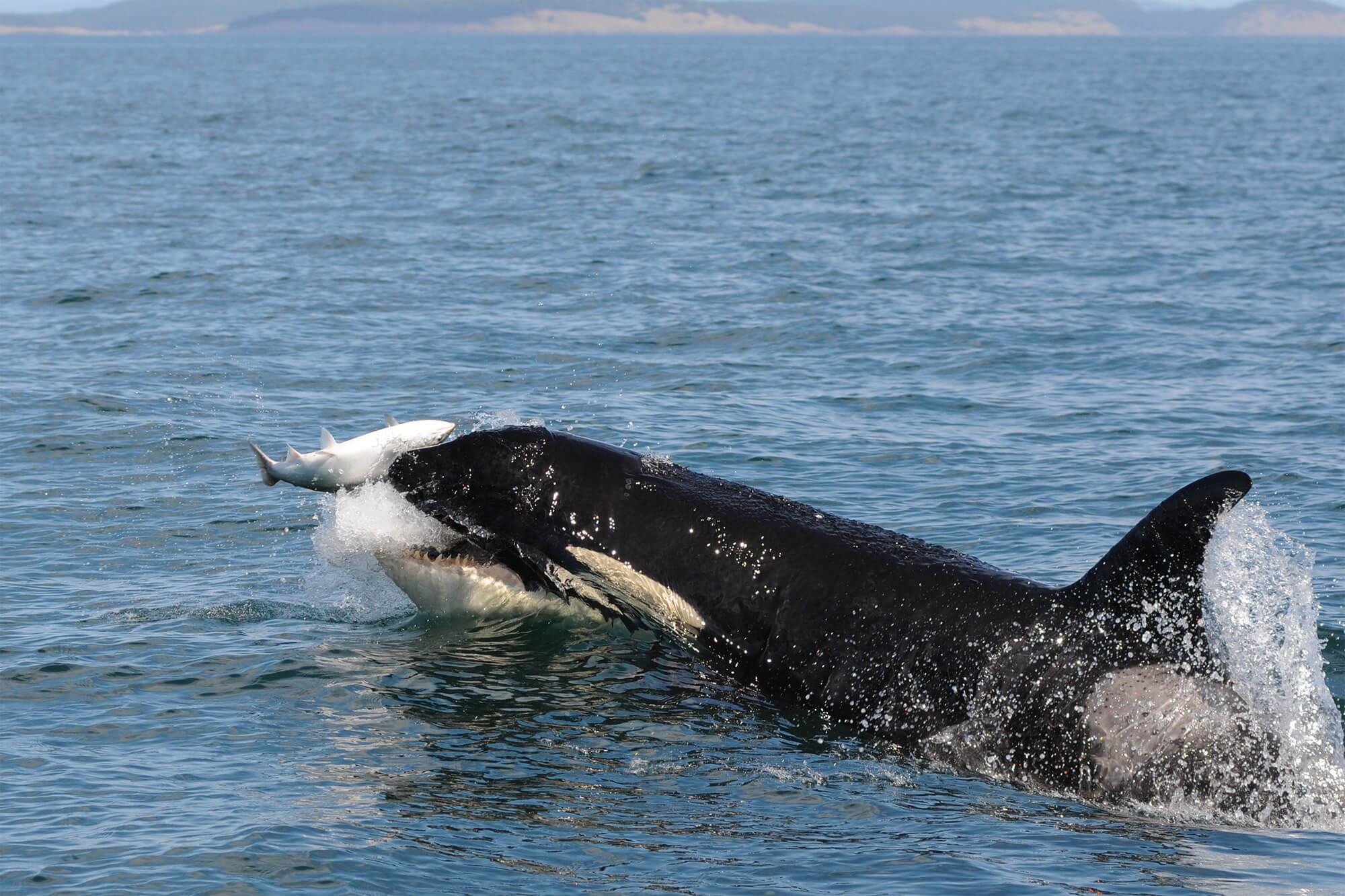 Image: Comparing Killer Whale Cuisine