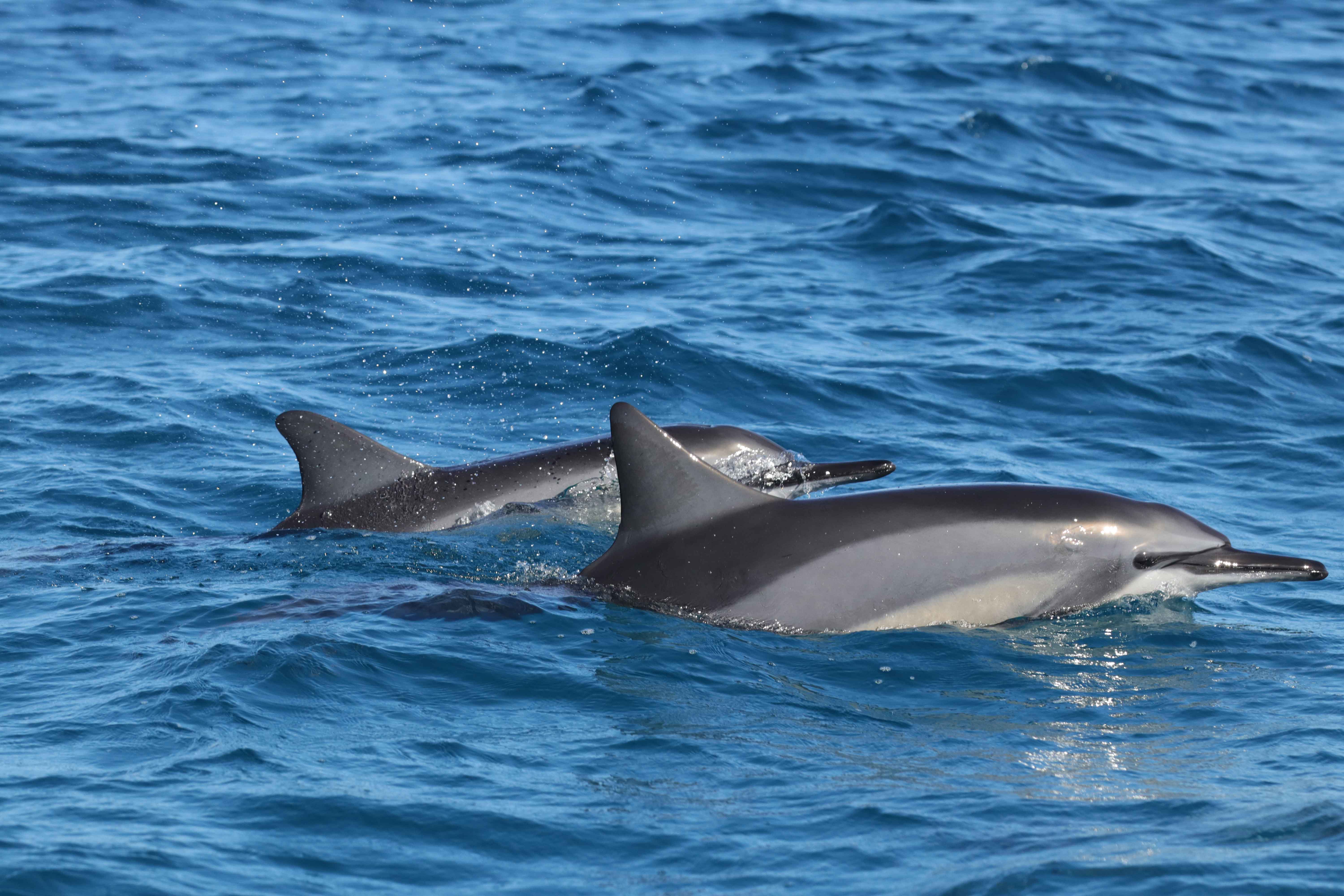 Image: Caught in the Waves: The Cost of Getting Too Close to Hawaiian Spinner Dolphins