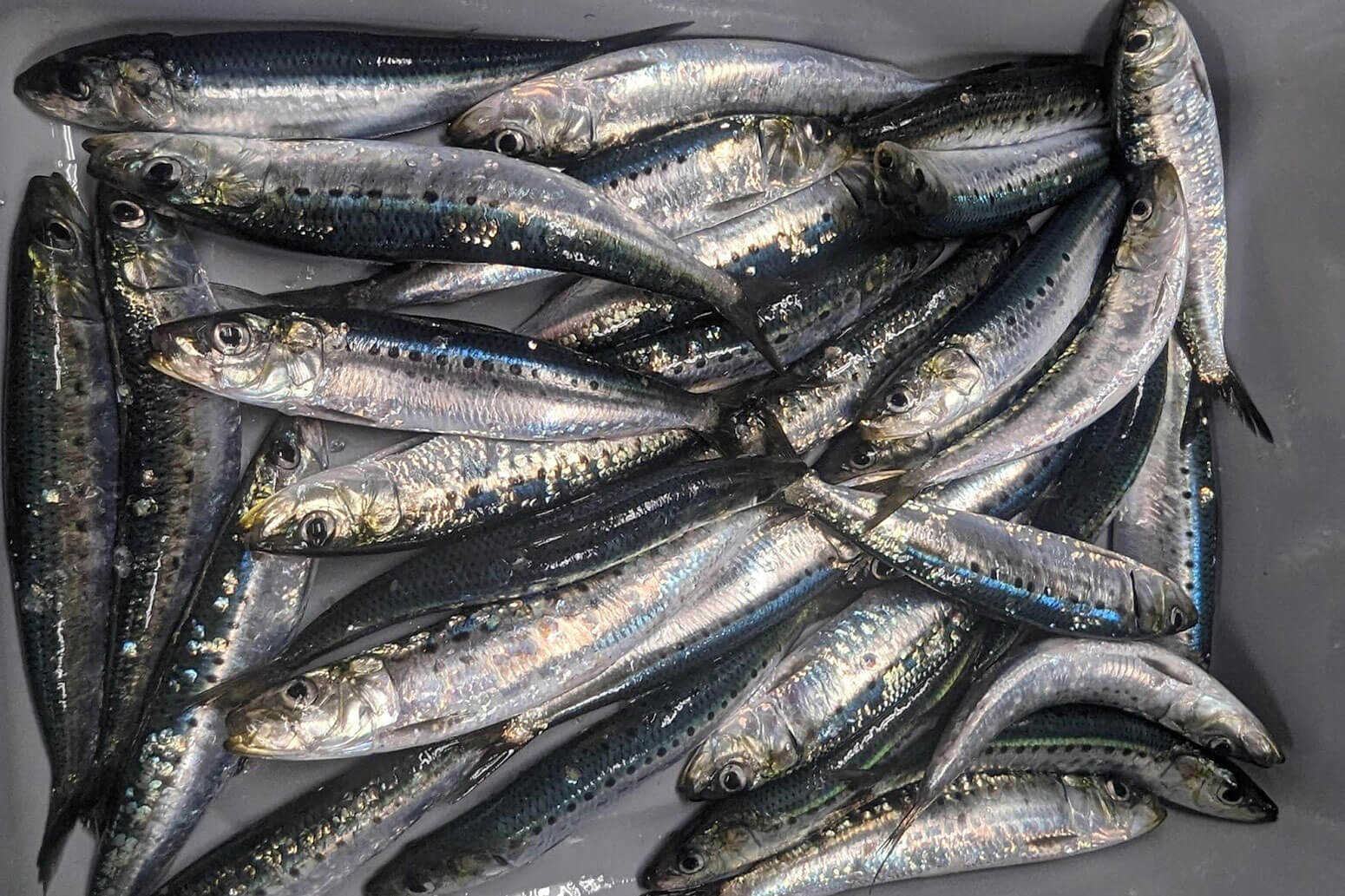 Image: Surprise! Japanese Sardines Astonish Scientists by Crossing the Pacific to the West Coast