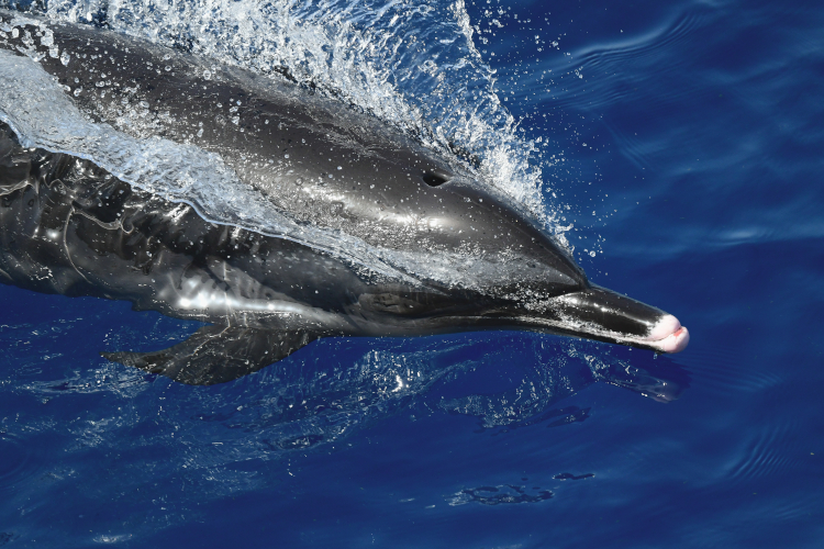 Image: A Quiet Place (in the Gulf of Mexico)