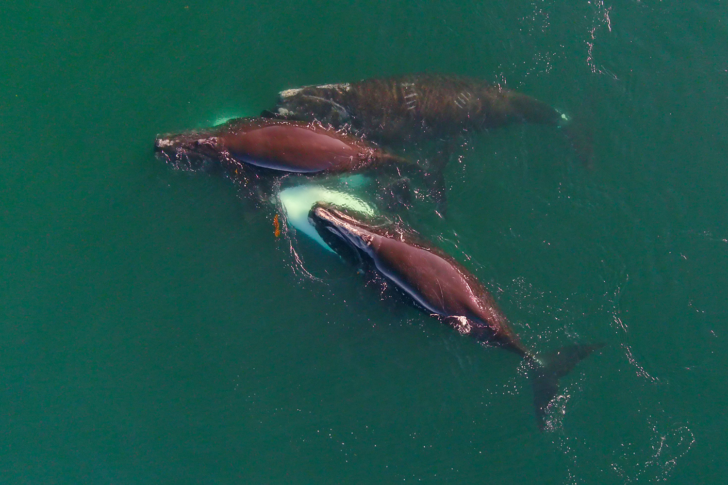 Image: Searching for Right Whales During Our Annual Research Survey