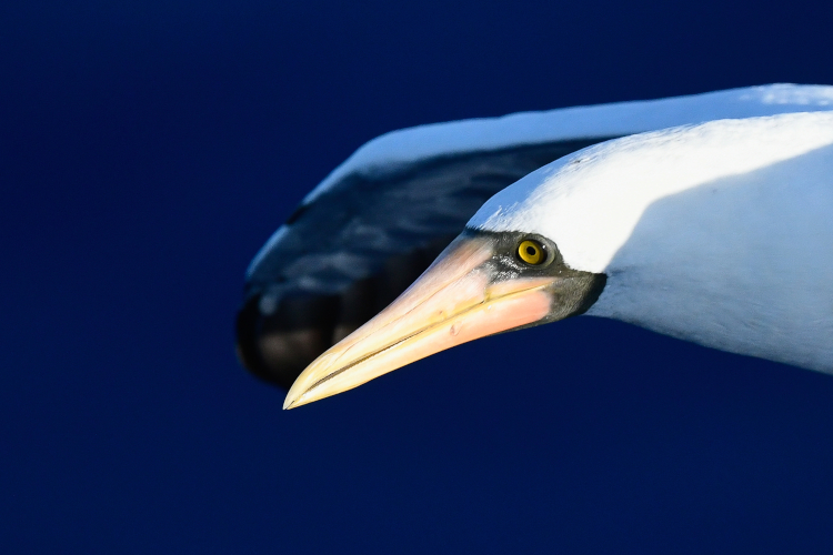 Image: A Shift in Our Mission and an Unexpected Visitor
