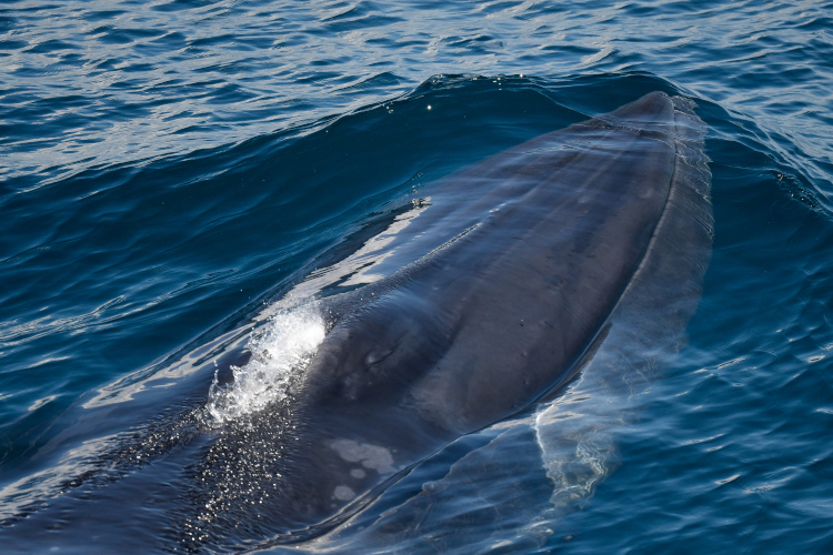 Image: An Incredible Rice’s Whale Encounter