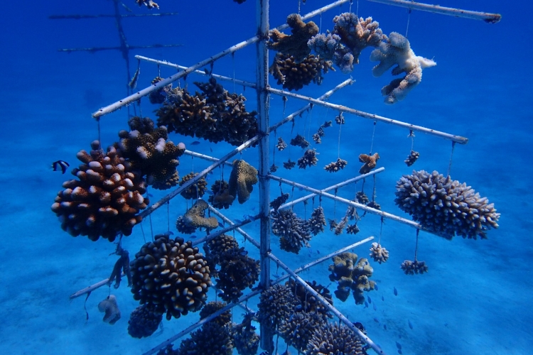 Image: More Than $1 Million Recommended for Ruth D. Gates Coral Restoration Innovation Grants Projects