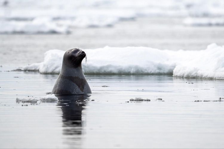 Image: Update on Continuing Process to Clarify Marine Mammal Harvest Eligibility