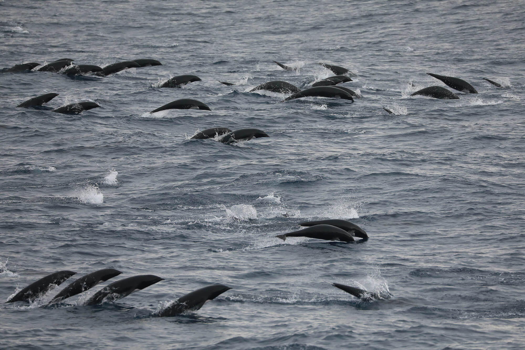 Image: Four-Month Survey Tracking West Coast Marine Mammals Finds Some Shifting North