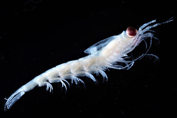 Image: Scientists Use Uncrewed Surface Vehicle to Estimate Krill Abundance in Alaska