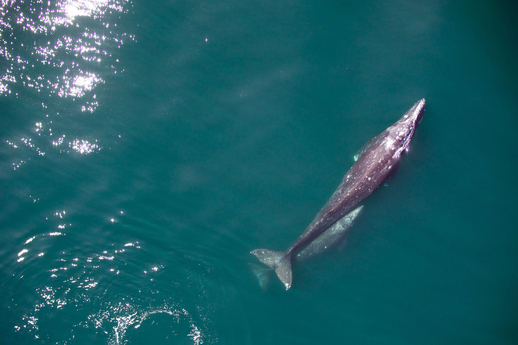 Image: Gray Whales on the Rebound: Signs of Hope Despite Challenges