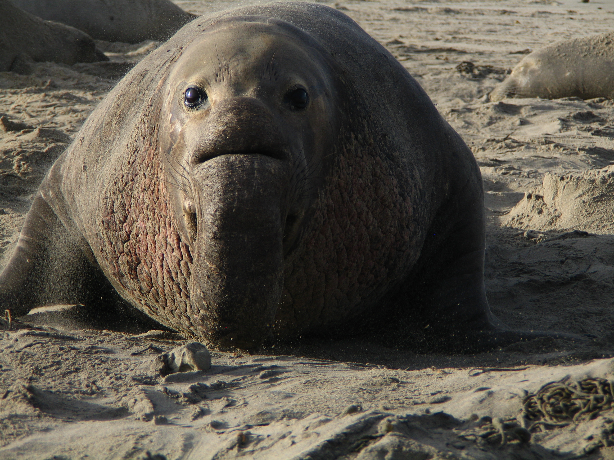 Image: From Krill to Elephant Seals, Sentinel Species Detect Hidden Ocean Shifts that Forecast Change