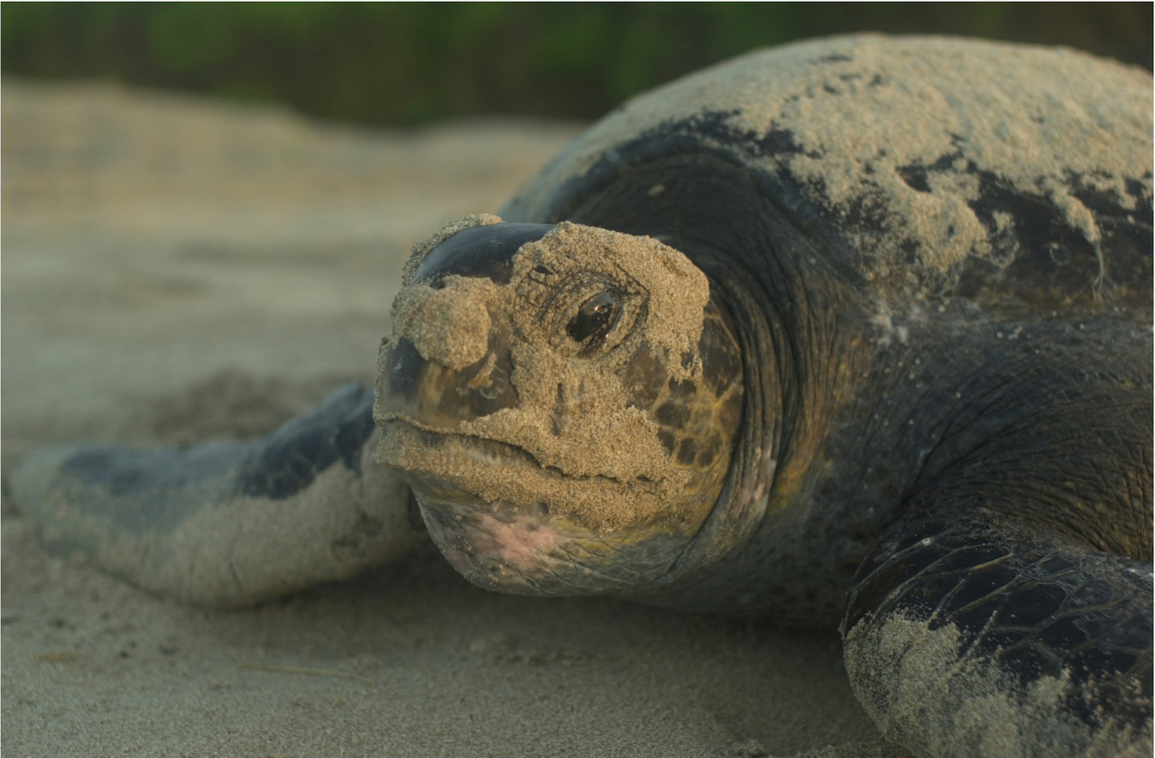 Image: Most Sea Turtles Rebounding Worldwide as Conservation Efforts Protect Nests and Habitat, Analysis Finds