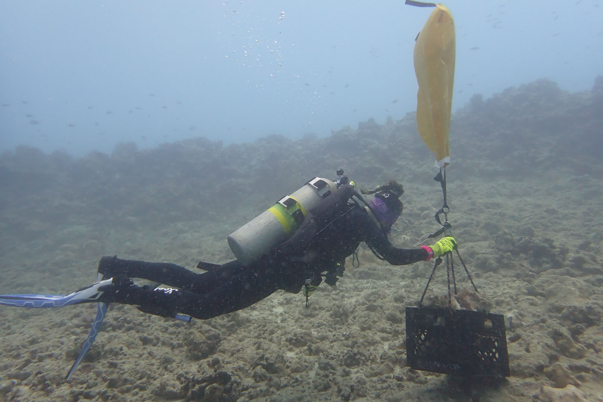 Image: Innovative Coral Restoration Begins in Hawaiʻi After Ship Grounding