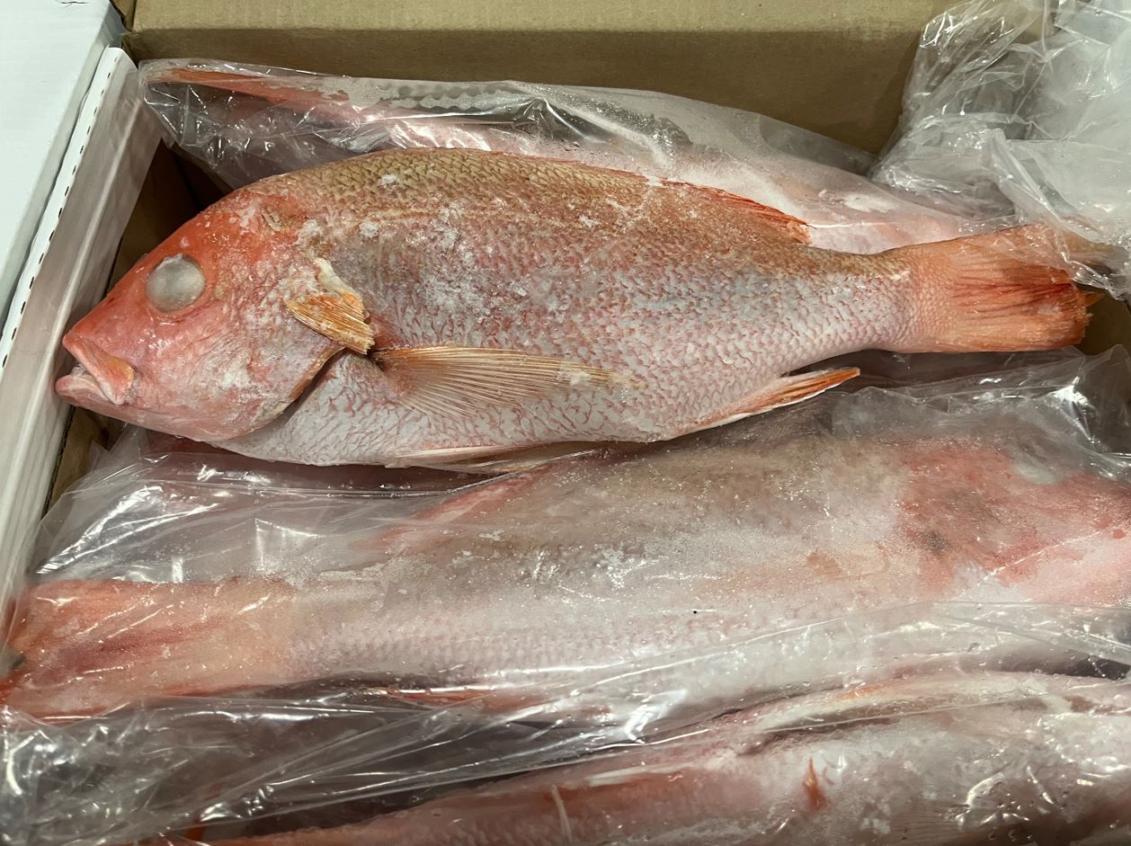 Image: International Coordination Busts Red Snapper Trafficking Scheme