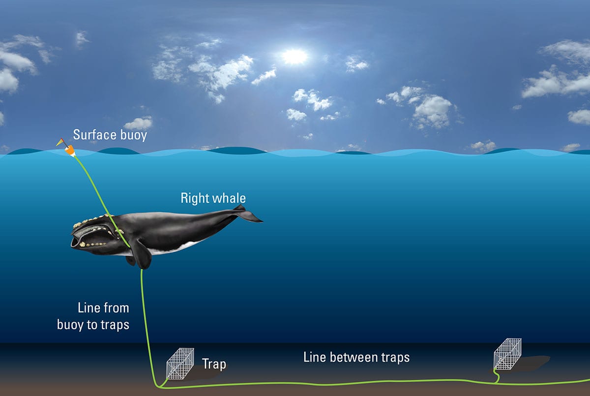 Image: North Atlantic Right Whales and the Dangers of Vessel Strikes and Entanglement