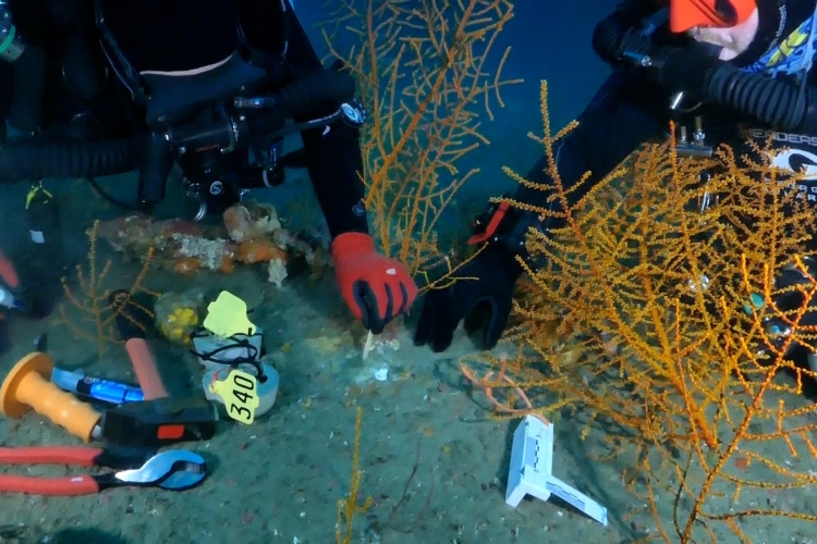 Image: Reflecting on 15 Years of Science Since Deepwater Horizon: Supporting Restoration