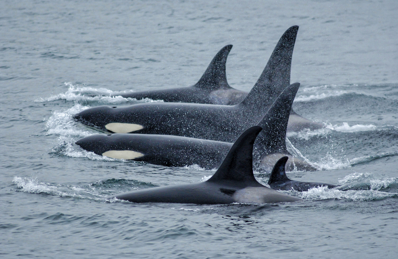Image: NOAA Fisheries Fact-Checks Orca Bycatch Photo Circulating on Social Media