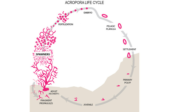 Infographic showing the life cycle of Acropora spp. coral
