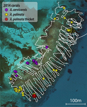 2014 map showing Acropora spp. (A. cervicornis, A. palmata, A. palmata thicket) locations and thickets off coast of Florida.
