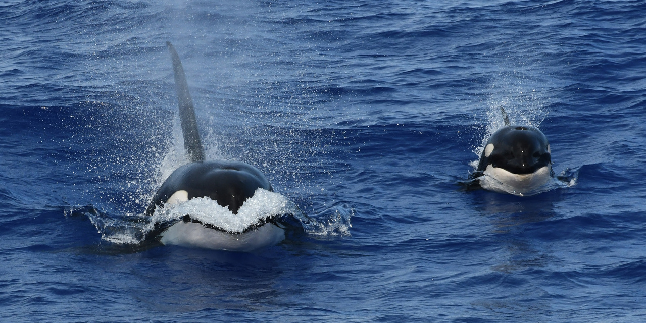HICEAS Hilite: Killer Whales in the Tropics | NOAA Fisheries