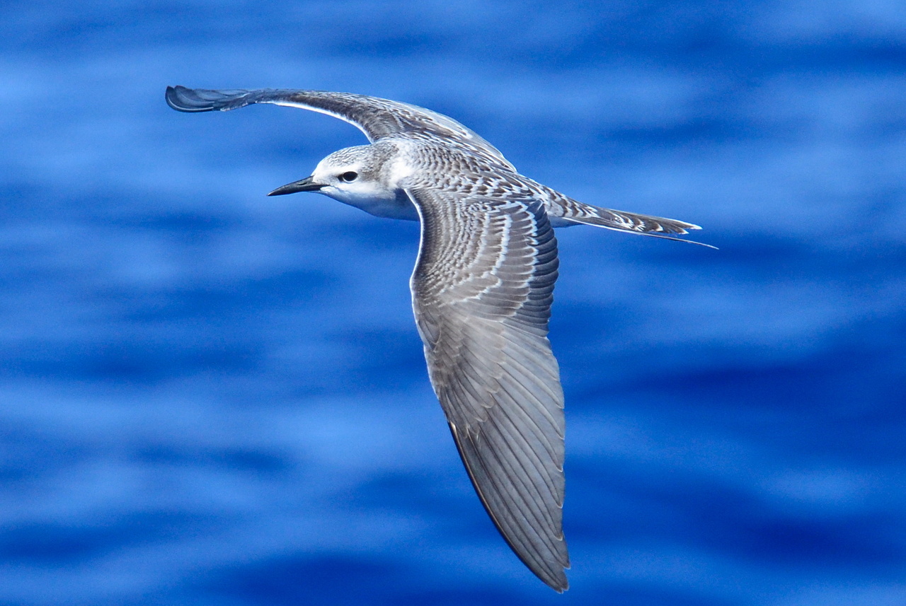 Image: HICEAS Seabird Observers: Not Just Winging It