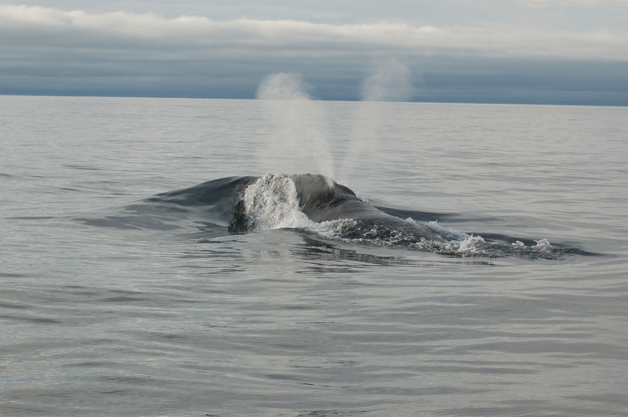 Image: First Recording Of North Pacific Right Whale Song