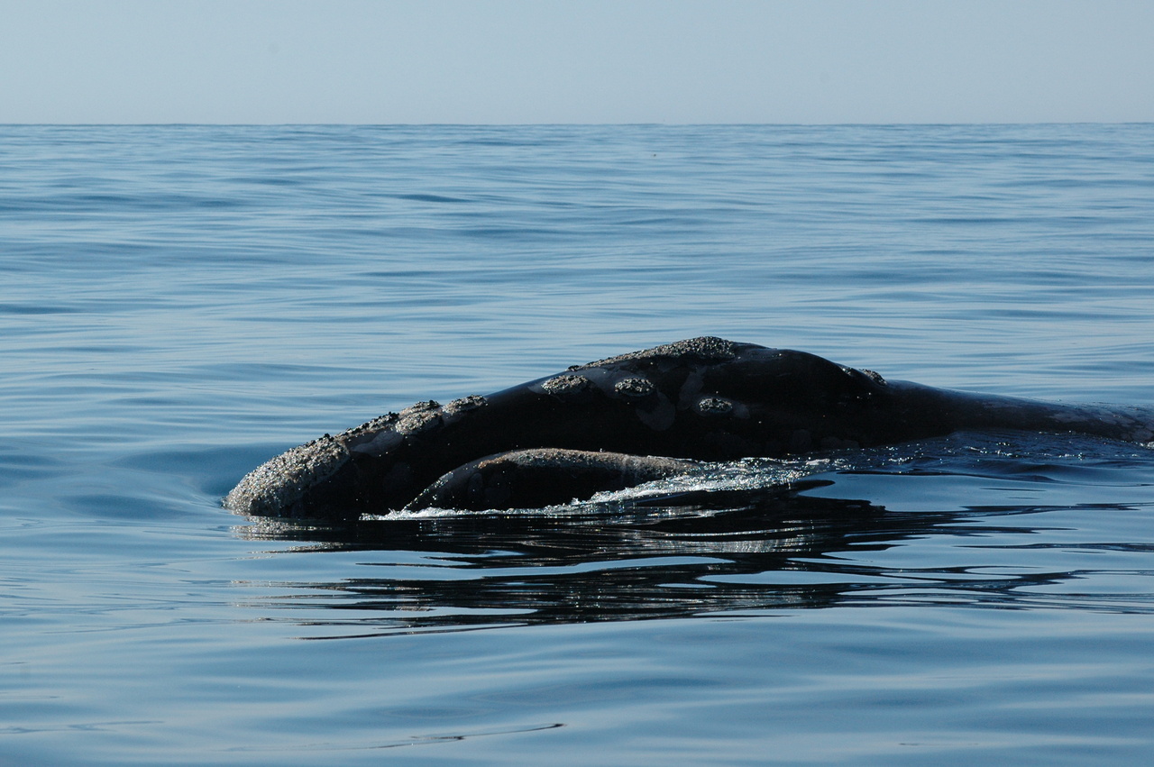 Image: Understanding Why North Pacific Right Whales Are Endangered