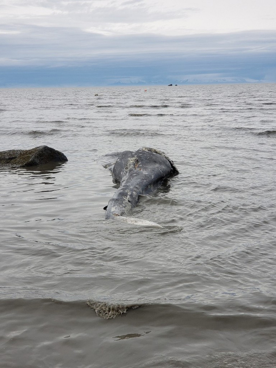 Image: Young Gray Whale Found Dead at Clam Gulch in Alaska