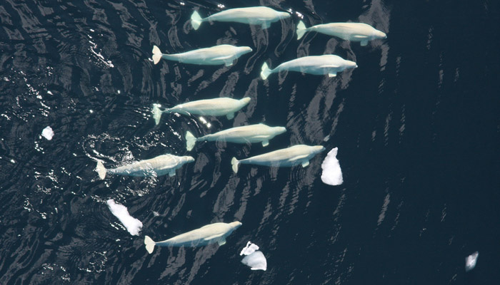 10facts-nmmlweb-belugawhale-lrg.jpg