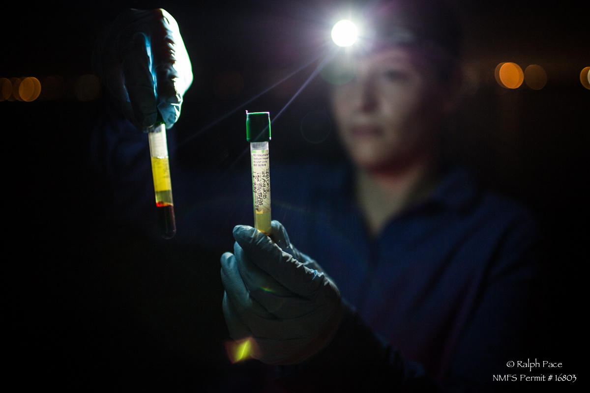 Image: The Utility of Combining Stable Isotope and Hormone Analyses in Marine Megafauna Research