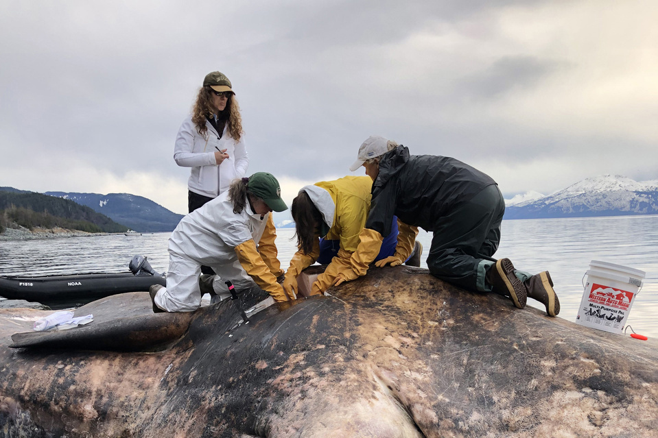 Image: Alaska NOAA Team Examines Dead Endangered Sperm Whale