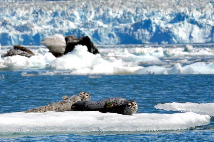 Image: Multi-Year Study Seeks to Understand Potential Impact of Tour Vessels on Harbor Seals in Alaska's Disenchantment Bay