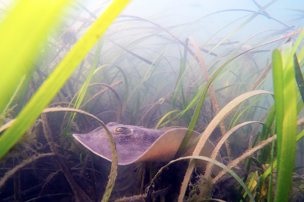 Image: Coastal Projects to Enhance Recreational Fishing and Restore Habitat