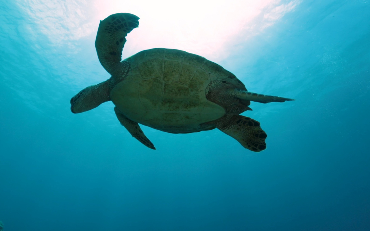 Image: Sea Turtles: Is the Future Female?