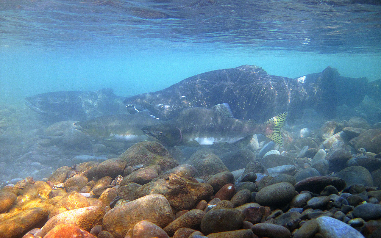 Image: West Coast Region