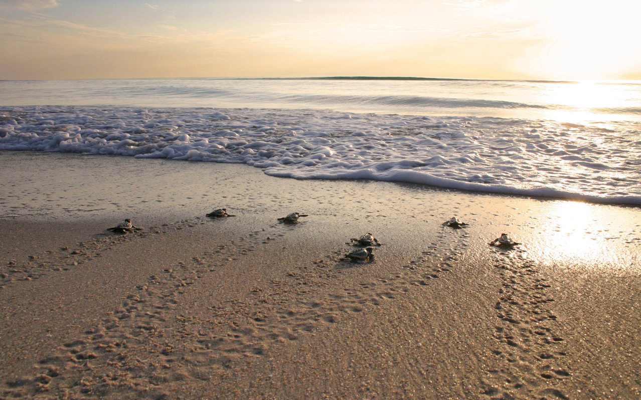 Image: Meet NOAA Fisheries' Southeast Sea Turtle Biologists