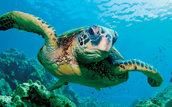 Image: Swim into Sea Turtle Week 2018