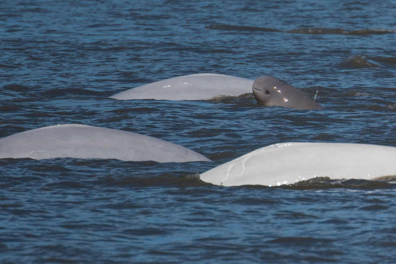 Image: New Abundance Estimate for Endangered Cook Inlet Beluga Whales