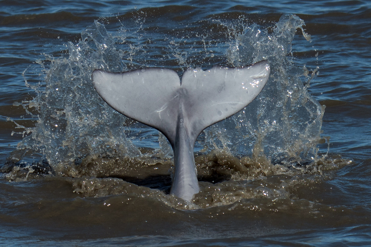 Image: Whale Week 2020: NOAA Saves Whales with Science