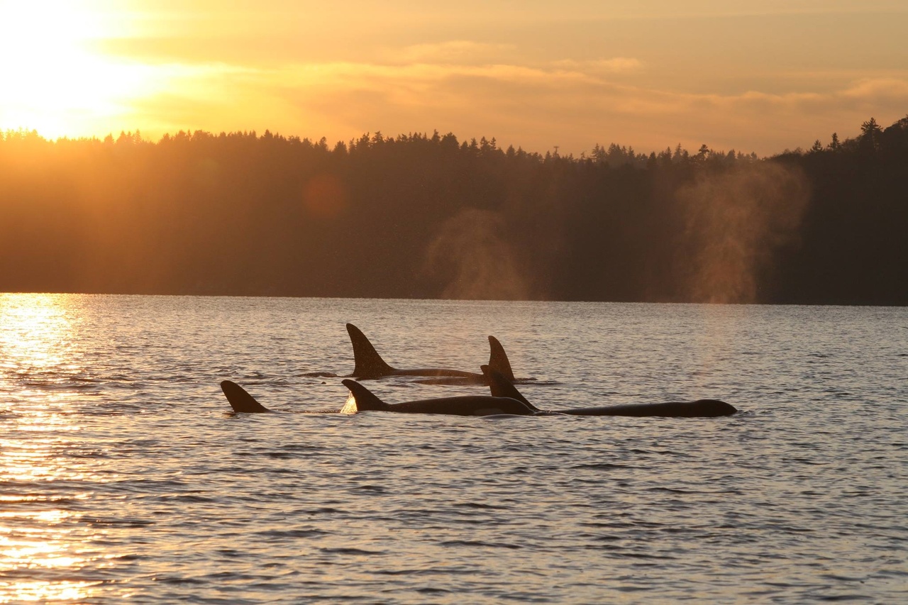 Image: Lab Pulls Microscopic Details From Southern Resident Killer Whale Samples